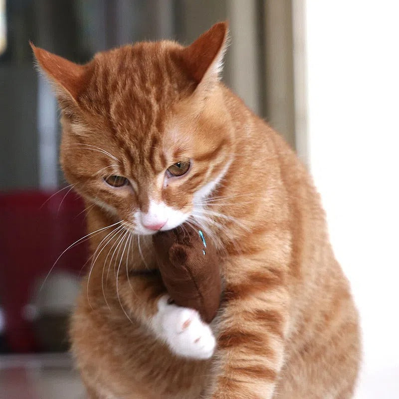 [1pc Squeaky Cat Toy] 1pc Interactive Cat Teaser Toy | Cat Design Containing Squeaky Plush Pillow Toy | Interactive Pet Supply