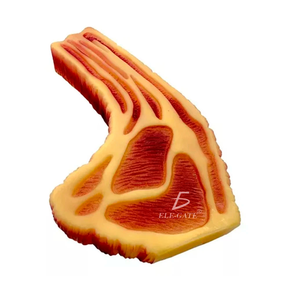 ELE-GATE Eco-Friendly Squeaky Durable Plastic Pet Chew Toys Interactive Indoor Use Solid Pattern Medium Dog Play Luxury Random
