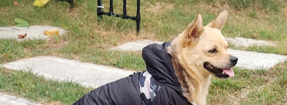 Winter Pet Dog Clothes Warm For Small Dogs Pets Puppy Costume French Bulldog Outfit Coat Waterproof Jacket Chihuahua Clothing