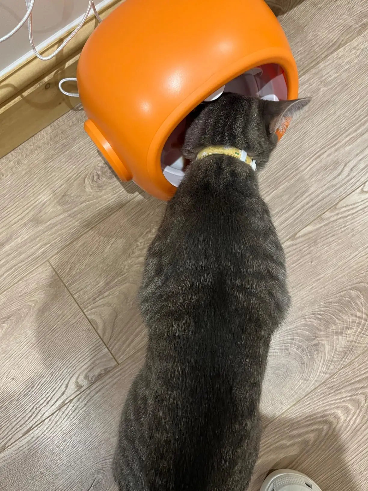 High-Tech Microchip Pet Feeder with RFID Tag Smart Control & Portion Scheduling for Healthy Feeding