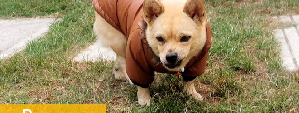 Winter Pet Dog Clothes Warm For Small Dogs Pets Puppy Costume French Bulldog Outfit Coat Waterproof Jacket Chihuahua Clothing